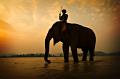 977 - LAK LAKE ELEPHANT - NAUGHTON ALIA - australia
